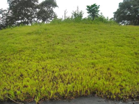 Natural grass lawn at Tiring Buru inside Similipal of Mayurbhanj