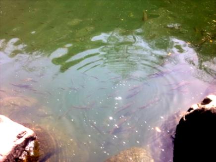 Fish in Brahaman kunda